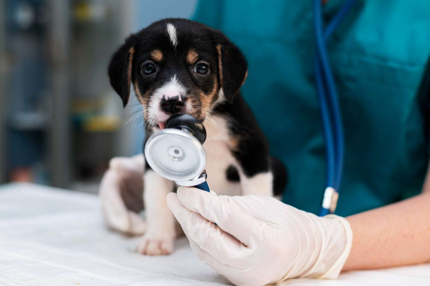 Why are regular check-ups important for pets?